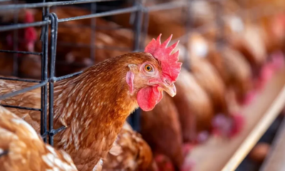 Governo endurece medidas para evitar chegada da gripe aviária