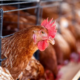 Governo endurece medidas para evitar chegada da gripe aviária
