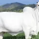 Vaca eleita a melhor do mundo e custa R$ 21 milhões