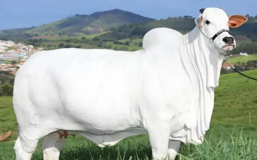 Vaca eleita a melhor do mundo e custa R$ 21 milhões