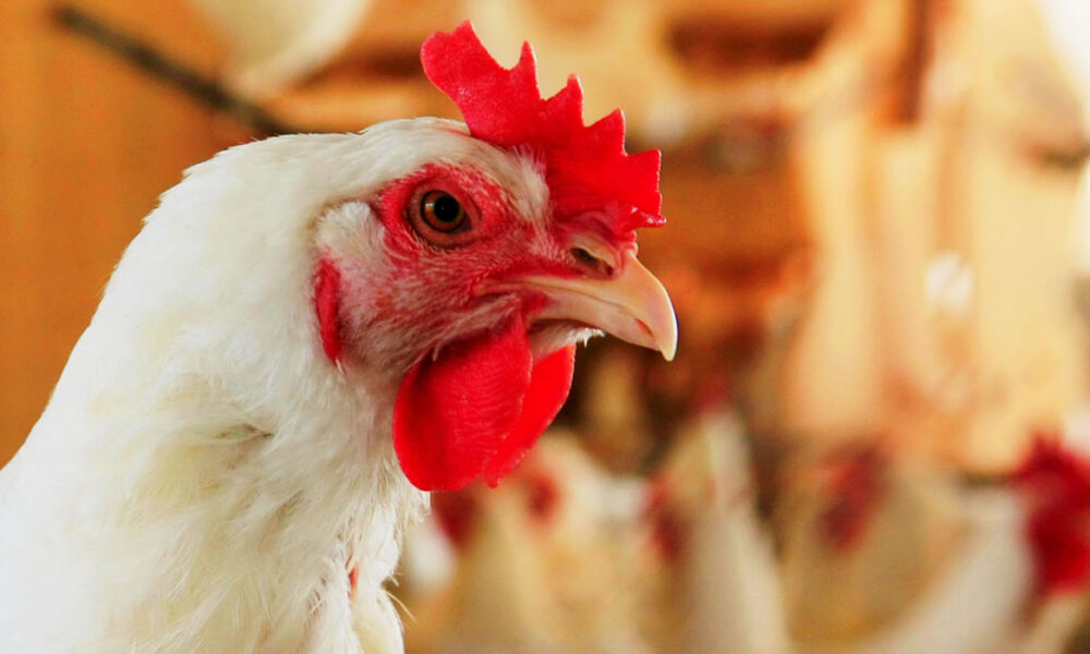 Gripe aviária interrompe abate de frango em Rio Verde