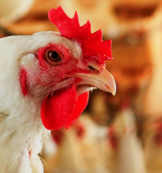 Gripe aviária interrompe abate de frango em Rio Verde