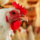 Gripe aviária interrompe abate de frango em Rio Verde