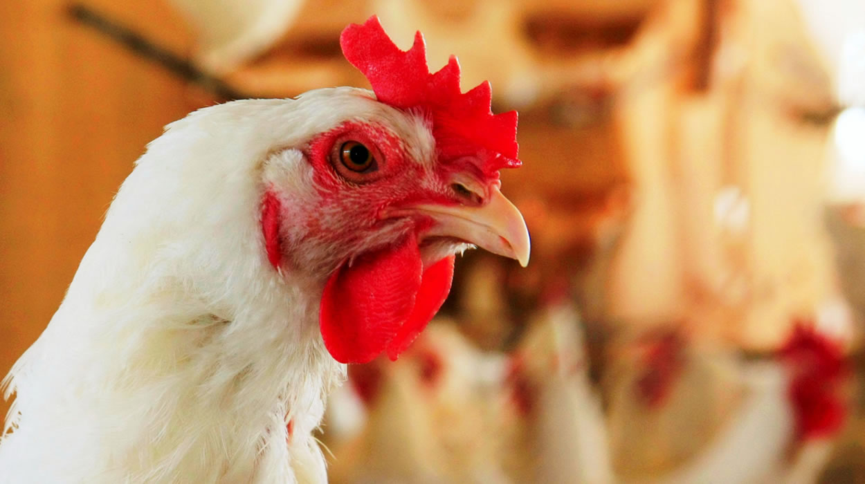 Gripe aviária interrompe abate de frango em Rio Verde
