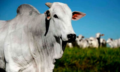 Agrodefesa monitora rebanho com foco de raiva em Goiás