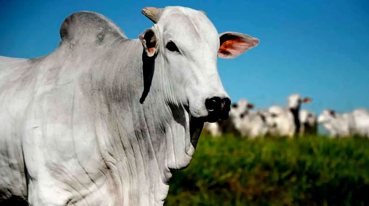 Agrodefesa monitora rebanho com foco de raiva em Goiás
