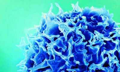 nova terapia contra o câncer